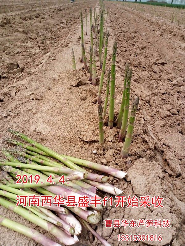 盛丰f1