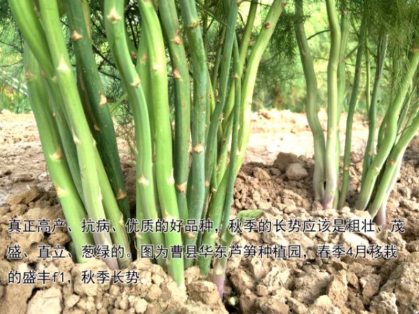 华东芦笋
