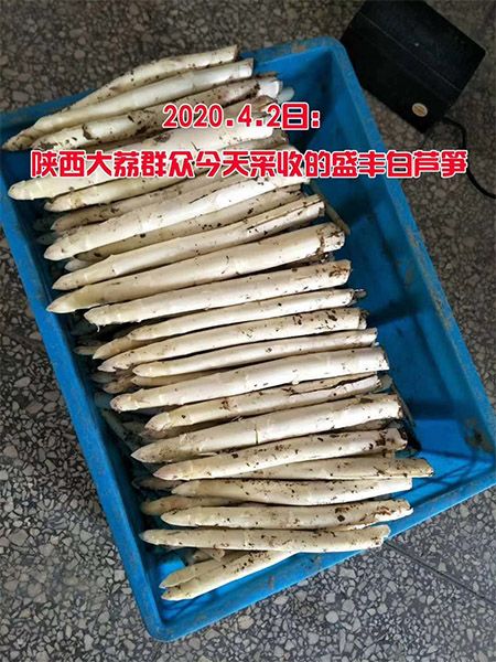 4.2今天陕西群众采收的盛丰f1白芦笋