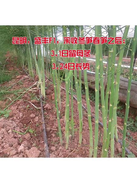 4.4芦笋留母茎24天的长势