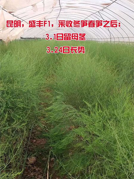 4.4芦笋留母茎24天的长势