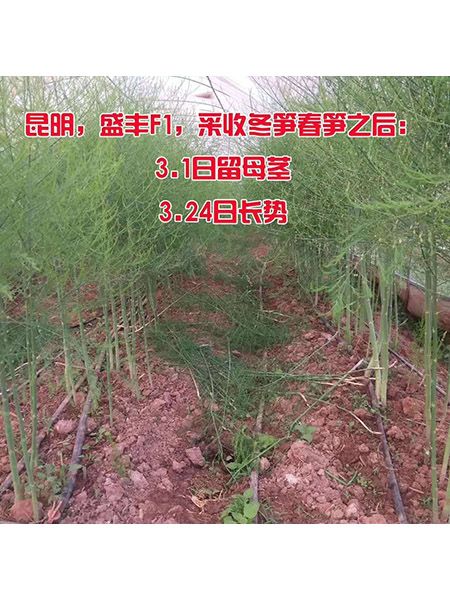 4.4芦笋留母茎24天的长势
