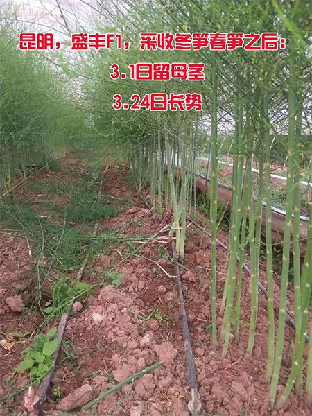 4.4芦笋留母茎24天的长势