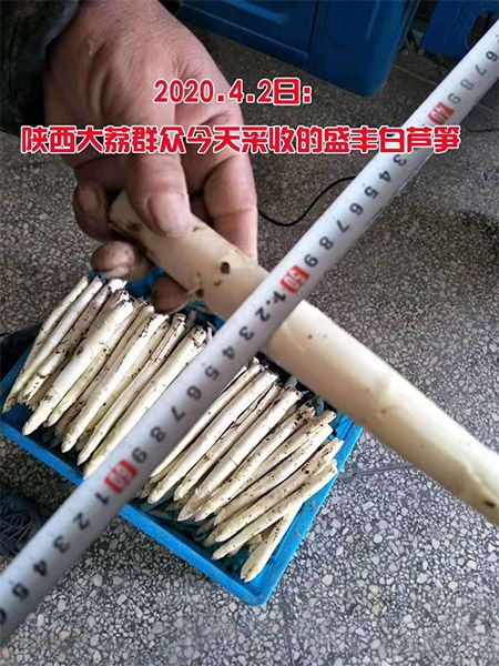 4.2今天陕西群众采收的盛丰f1白芦笋