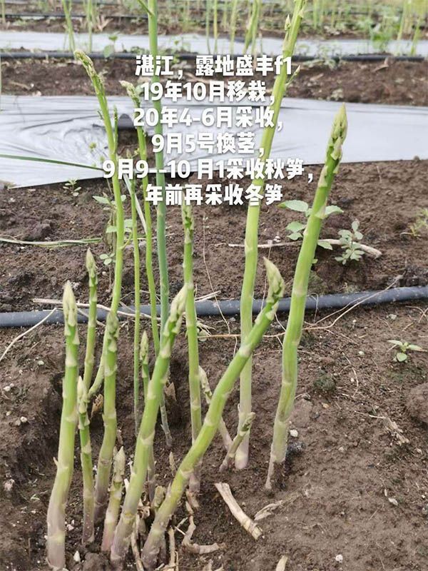 去年10月种植，现在开始第二次采收