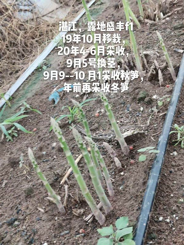 去年10月种植，现在开始第二次采收