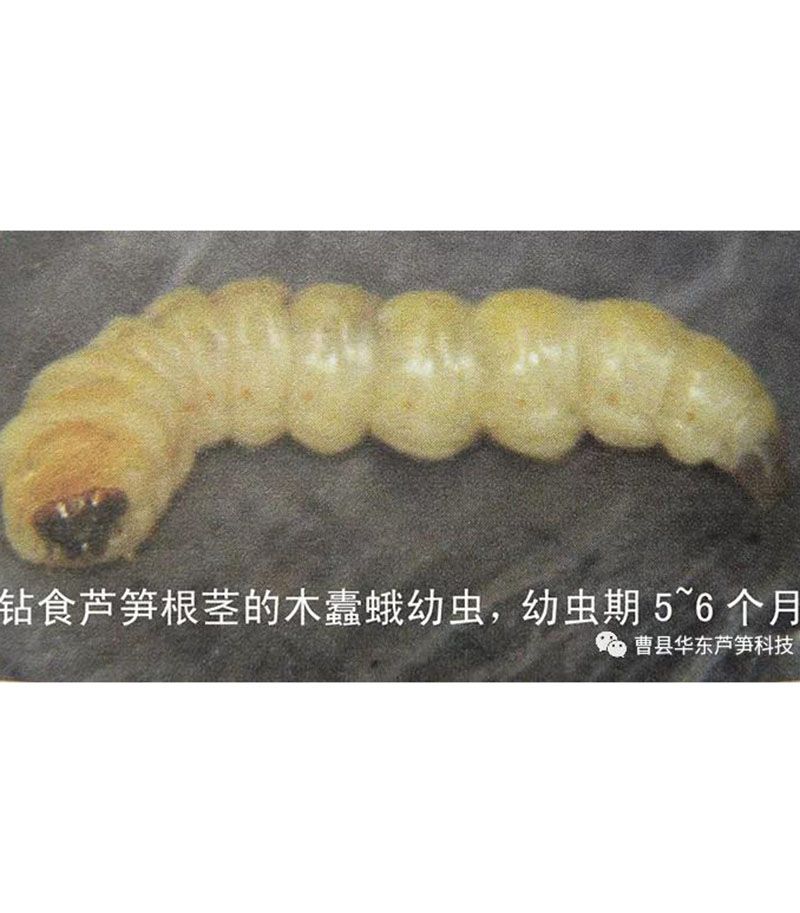 2020跟我学种芦笋-17：3~5~7月芦笋布袋虫的防治