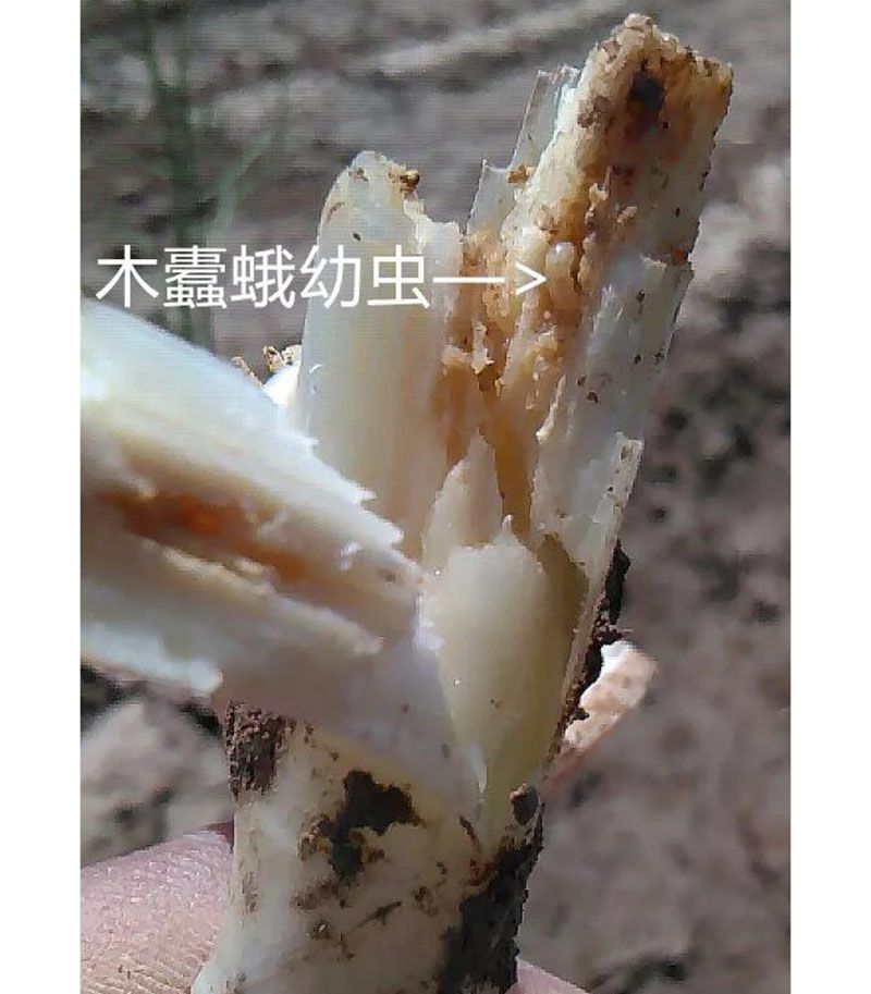 2020跟我学种芦笋-17：3~5~7月芦笋布袋虫的防治