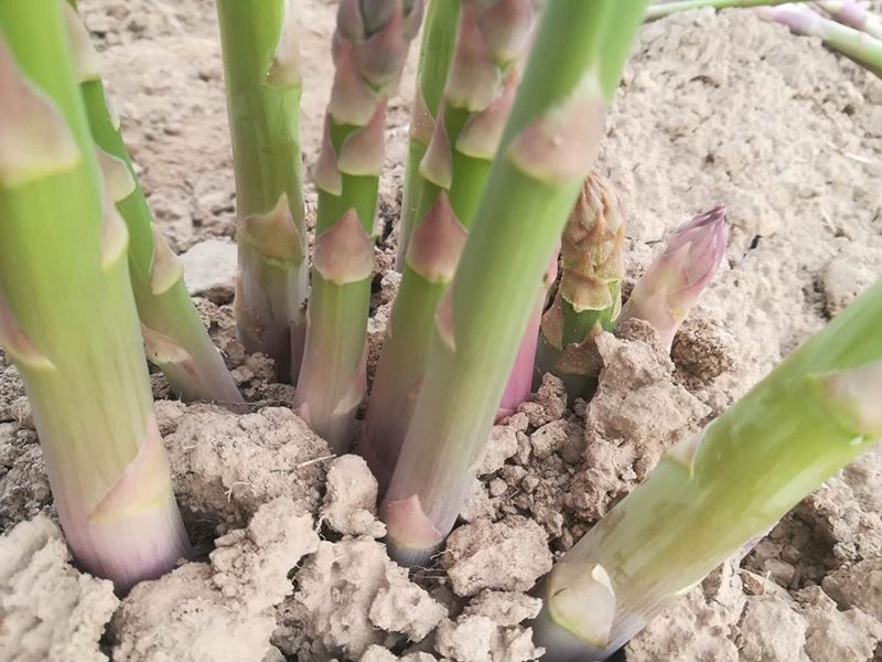 夏秋季种植芦笋注意事项：