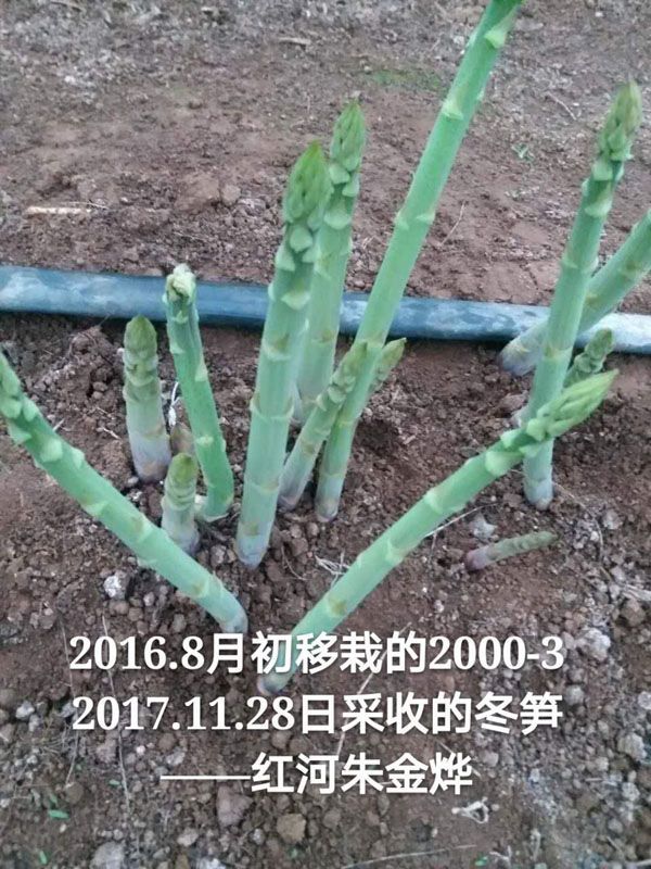 雨季芦笋受灾如何及时补救？