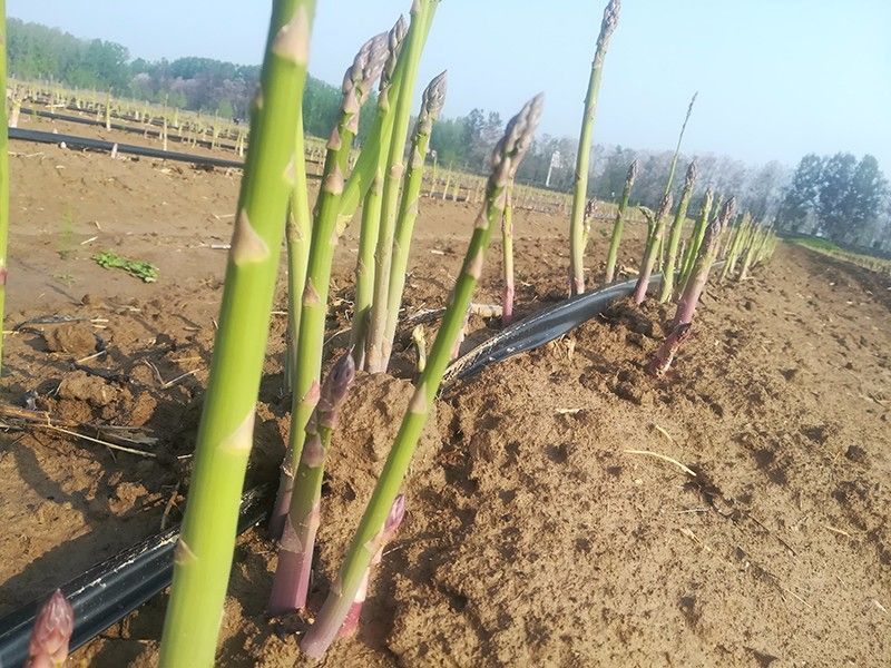 芦笋种子种植方法