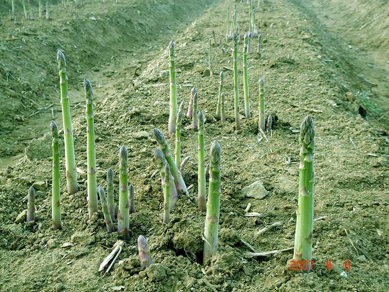 如何种植芦笋