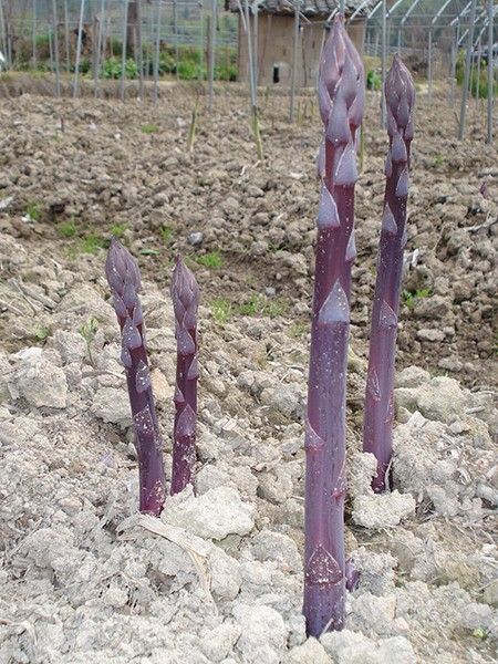 <img src=upfile/images/2026/01/29/small3_17696497877584898.jpg height=350>