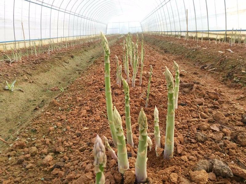 种植芦笋有哪些注意事项